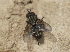 Myorhina
