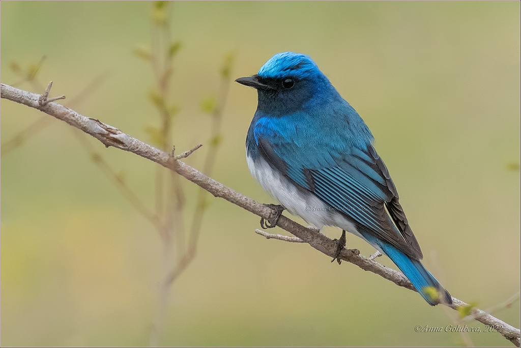 Blue-and-white Flycatcher photo