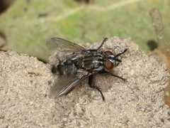 Myorhina