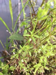 Galium tinctorium