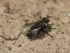 Myorhina