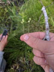 Carex tenuiflora