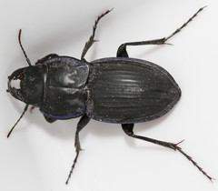 Pasimachus marginatus