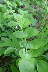 Polygonatum glaberrimum