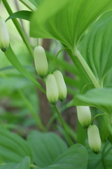 Polygonatum glaberrimum