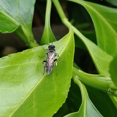 Macrophya albicincta