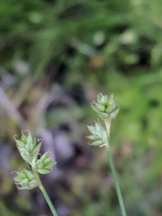 Carex tenuiflora