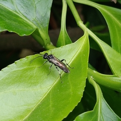 Macrophya albicincta