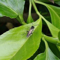 Macrophya albicincta