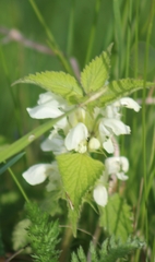 Lamium album
