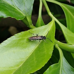 Macrophya albicincta