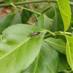 Macrophya albicincta
