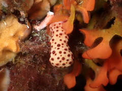 Alcyonium acaule