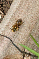 Osmia caerulescens