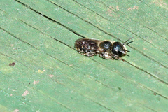 Osmia caerulescens