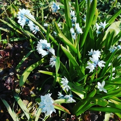 Puschkinia