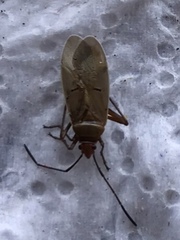 Dysdercus bimaculatus