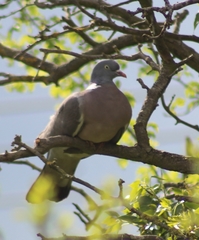 Columba palumbus