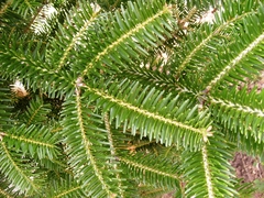 Abies numidica