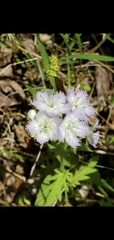Phacelia fimbriata