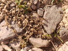 Veronica lilliputiana