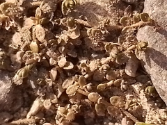 Veronica lilliputiana