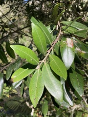 Metrosideros excelsa