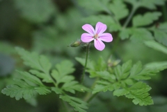 Geranium robertianum