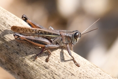 Eyprepocnemis plorans