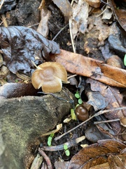 Pluteus nanus