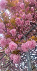 Magnoliopsida