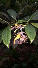 Palicourea padifolia