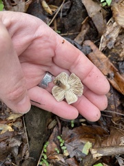 Pluteus nanus