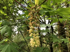 Acer macrophyllum