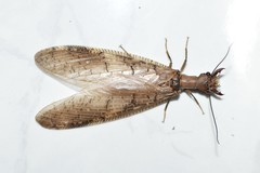 Corydalus peruvianus