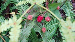 Rubus argutus