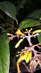 Palicourea padifolia