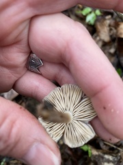 Pluteus nanus