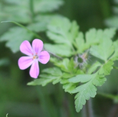 Geranium robertianum