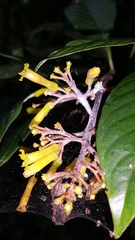 Palicourea padifolia