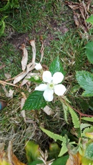 Rubus argutus