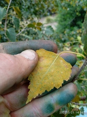 Melampsoridium betulinum