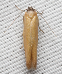Holcocera immaculella