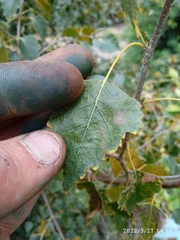Melampsoridium betulinum