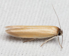 Holcocera immaculella