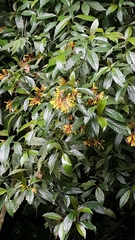 Palicourea padifolia
