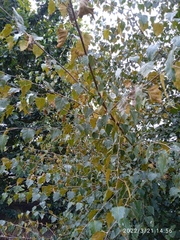 Melampsoridium betulinum