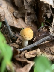 Vibrissea truncorum