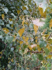Melampsoridium betulinum
