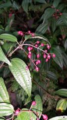 Miconia cornoides